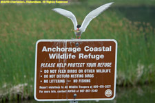 sign with arctic tern with fish